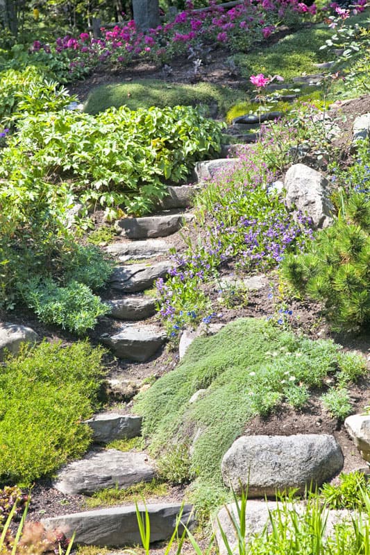 Single file natural stone steps leading through a hillside garden.