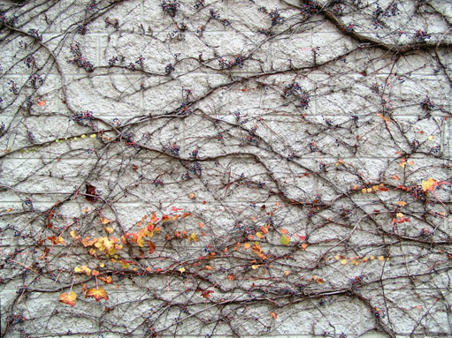 growing vines