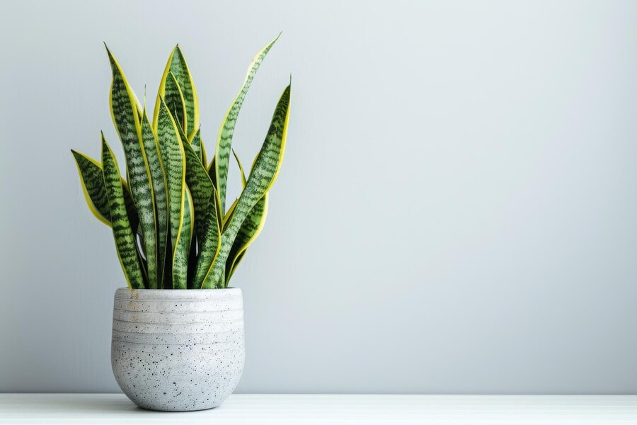Snake Plant