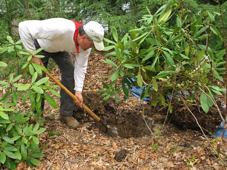 When planting a rhododendron, rich soil is a key to success.
