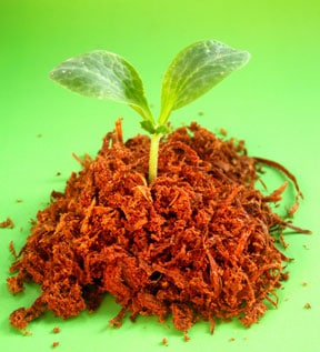 seedling of tree
