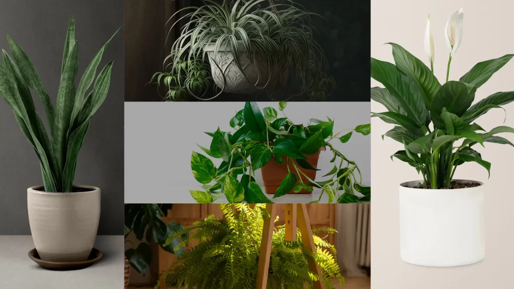 5 Low-Maintenance Houseplants That Purify Indoor Air