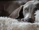 Pet-Friendly Home: Clever Hacks for a Happy Pet and a Clean House
